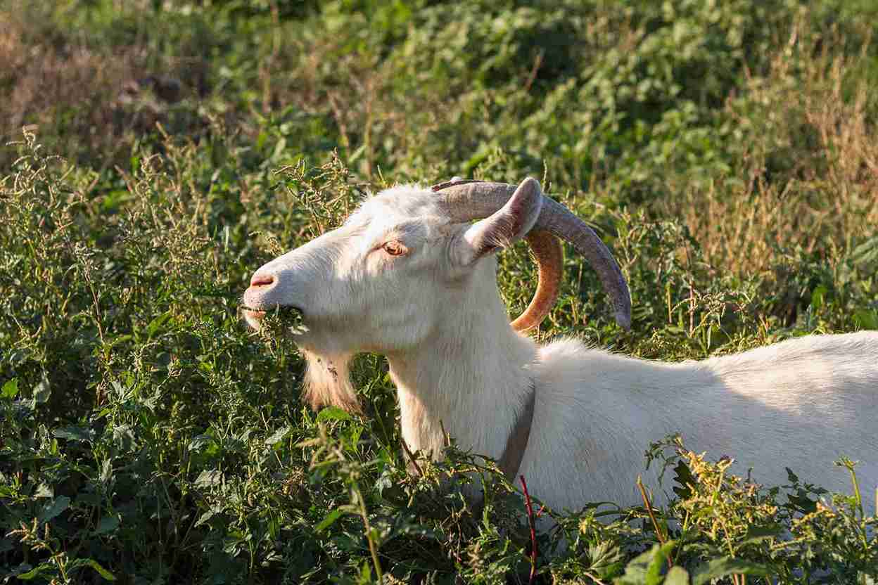 Ini Perbedaan Qurban dan Aqiqah yang Wajib Kamu Tahu
